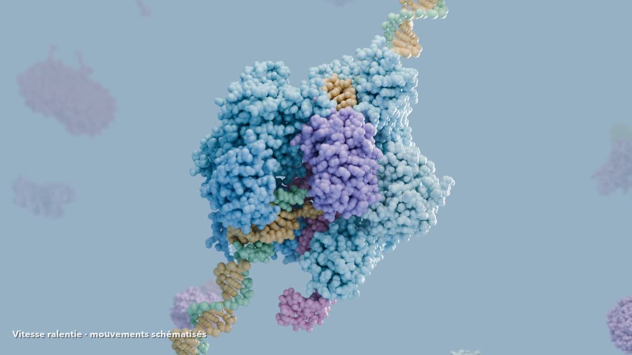 Visualisation moléculaire de CRISPR autour d’un brin d’ADN